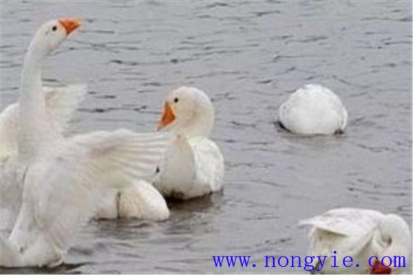 魚、鵝立體化養(yǎng)殖的優(yōu)點