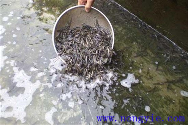 培育魚苗、魚種的方法