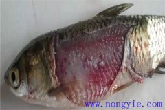 淡水魚細(xì)菌性爛鰓病如何治療，用什么藥防治？