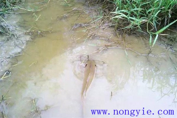 怎樣利用小山塘、魚池、坑凼培育魚苗、魚種