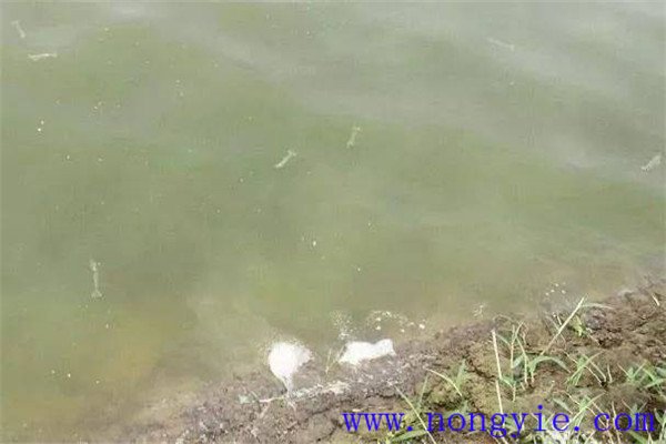 施肥要注意改善魚苗、魚種池水質(zhì)
