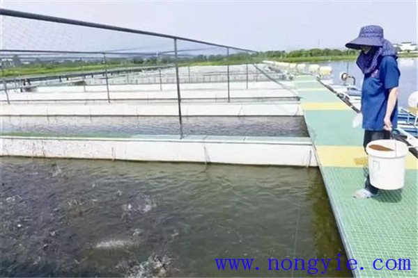 保證飼料質(zhì)量、掌握好投喂量