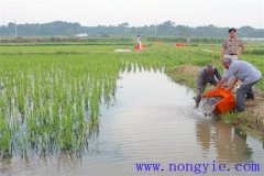 稻田養(yǎng)魚的現(xiàn)代養(yǎng)殖模式有哪些新的變化？