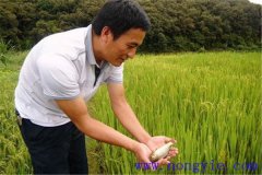 稻田養(yǎng)魚為什么不普及，其限制性因素有哪些？