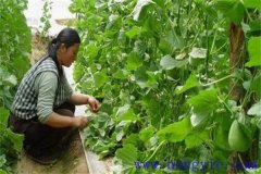 厚皮甜瓜整枝方式、整枝技術(shù)要點與注意事項