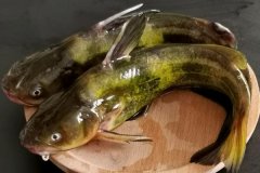 如何宰殺黃骨魚、怎么清洗，怎么挑選黃骨魚
