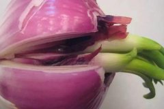 洋蔥發(fā)芽能不能吃，怎么避免洋蔥發(fā)芽？