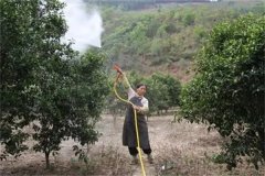 砂糖桔著色期如何施肥，著色期的管理重點簡介