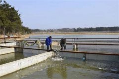 養(yǎng)蝦池能否混養(yǎng)魚(yú)類，哪些魚(yú)類可與蝦混養(yǎng)