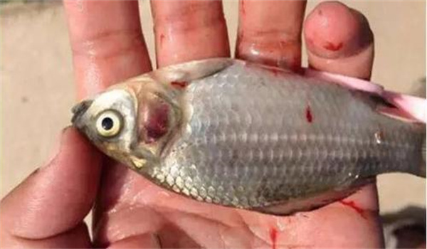 魚(yú)類(lèi)應(yīng)激性出血癥的主要癥狀