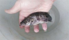 常見(jiàn)的魚(yú)病有幾種類型，病毒性魚(yú)病有幾種