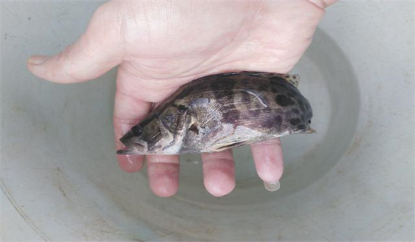 常見(jiàn)的魚(yú)病有幾種類(lèi)型