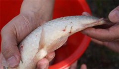 怎樣防治魚(yú)的中華魚(yú)鳋病，其癥狀表現(xiàn)如何？