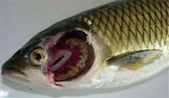 魚類爛鰓病的病因是什么，有哪些癥狀表現(xiàn)？