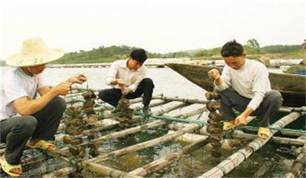 河蚌怎樣采捕、運輸與暫養(yǎng)