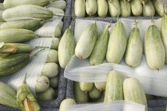 羊角蜜甜瓜什么時間成熟上市，怎么看熟不熟？