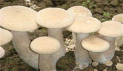 食用菌有哪些營養(yǎng)類型:腐生性、共生性、寄生性