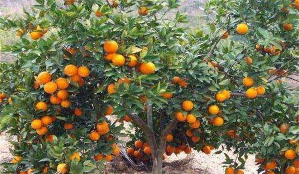 橙子樹的種植技術要點