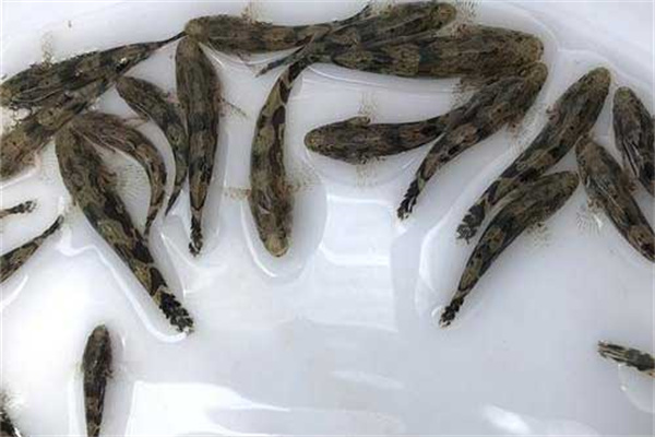筍殼魚養(yǎng)殖飼料的改進