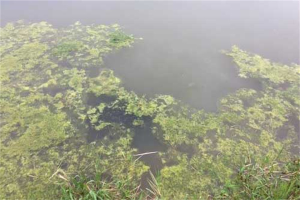 龍蝦死亡會漂浮水面嗎？