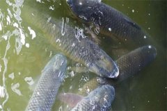吊養(yǎng)草魚(yú)、鳙魚(yú)養(yǎng)殖經(jīng)驗(yàn)總結(jié)