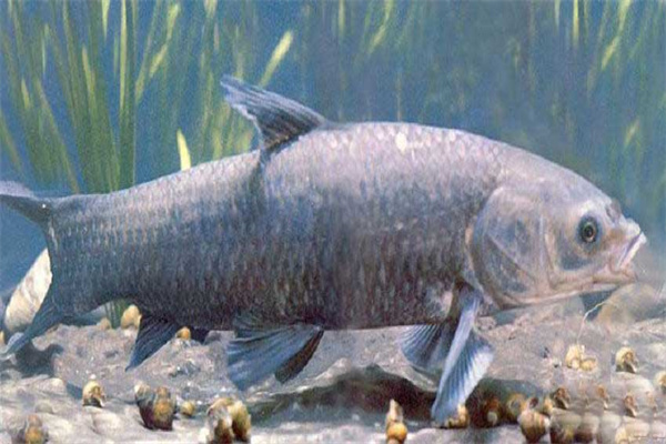 青魚催產(chǎn)劑的種類、劑量和注射方法