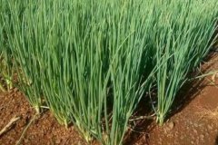 大蔥的品種有哪些，什么時間種植、怎樣種植