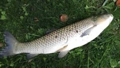 釣草魚用什么餌最好？釣草魚的方法和技巧