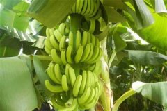 香蕉一般多久成熟？香蕉生長環(huán)境和條件簡介