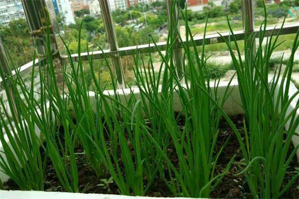 陽臺(tái)種蔥的材料準(zhǔn)備