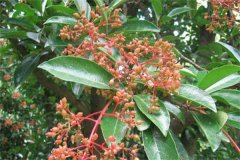 珊瑚樹的生態(tài)習(xí)性、栽培管理與園林用途