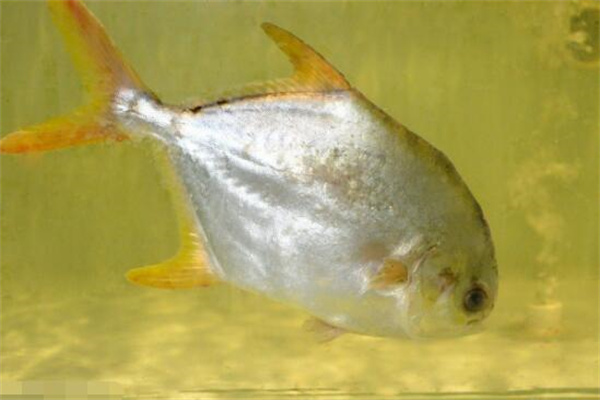 淡水鯧的形態(tài)特征、食性與生長規(guī)律