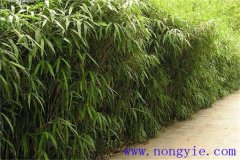 大明竹怎么養(yǎng)？大明竹的相關知識