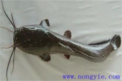 革胡子鯰怎么養(yǎng)殖，它有哪幾種養(yǎng)殖方式
