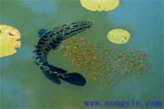 烏魚(yú)的產(chǎn)卵季節(jié)、成熟年齡、懷卵量與產(chǎn)卵量