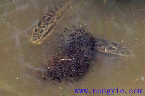 烏魚的懷卵量、產(chǎn)卵量