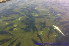 俄羅斯鱘魚(yú)的馴化方法和換水方法