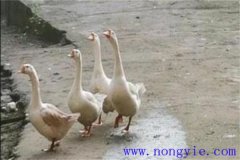 母鵝拔毛注意事項(xiàng) 母鵝拔毛后幾天能下蛋？