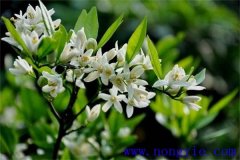 柑橘花期是什么時候，如何管理、用什么農(nóng)藥