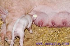 母豬奶水不足怎么辦，是什么原因?qū)е碌模? /></a>
            <a href=