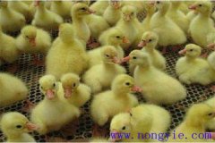 剛買回來的鵝苗如何飼養(yǎng)，如何預防疾病？