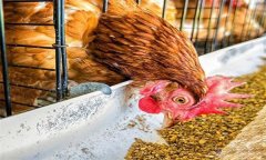 雞浪費(fèi)飼料？告訴你養(yǎng)雞省料的小竅門(mén)