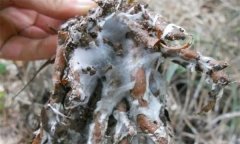 蒼術(shù)白絹病有何癥狀，怎樣防治蒼術(shù)白絹病？