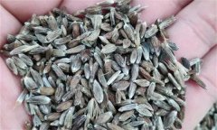 蒼術(shù)如何進行種子繁殖，應(yīng)該注意哪些問題？