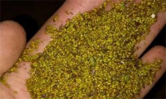 黃連種子的生理特性，如何采收和貯藏黃連種子