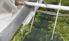 毛尖茶機械制作的具體步驟和方法是什么？