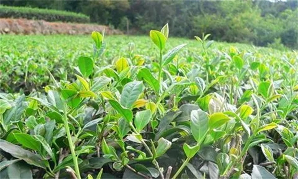 如何預(yù)防茶樹旱害的發(fā)生
