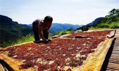 花椒采摘后怎樣晾曬？花椒晾干方法簡(jiǎn)介