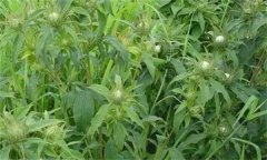 白術(shù)的主要病害有哪些？其防治方法如何？