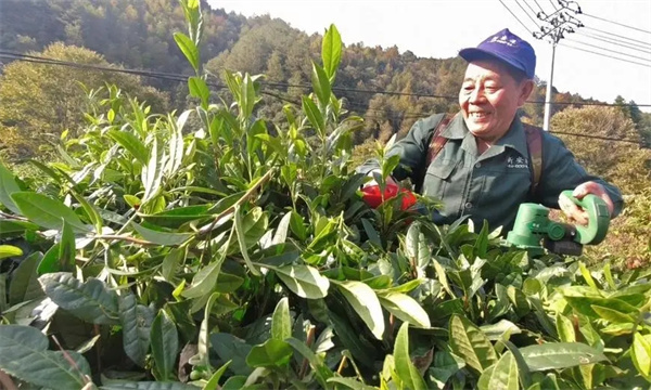 改造樹冠，更新復壯